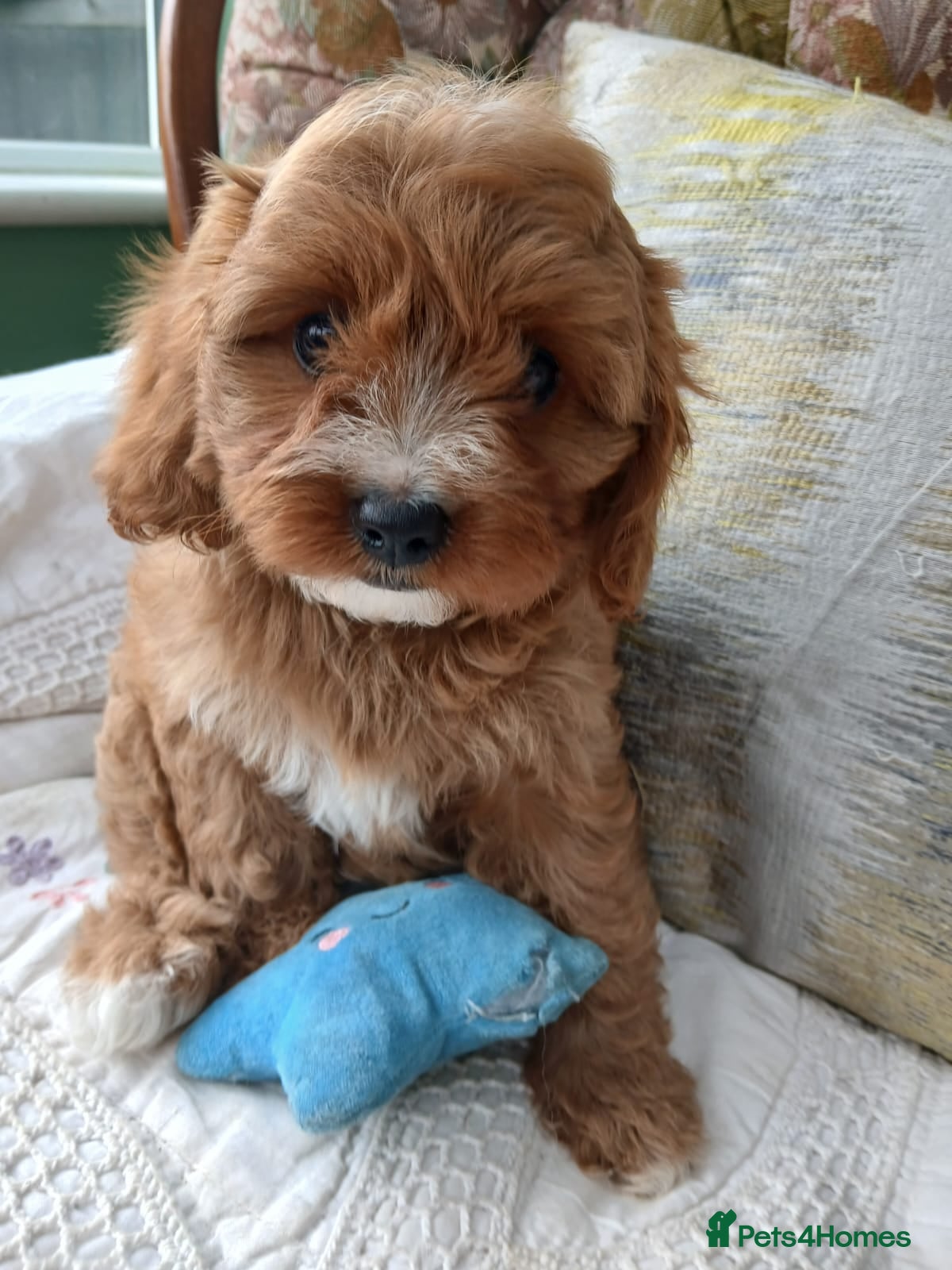 Cavapoo dogs Cavapoo puppies for sale - Advert 2