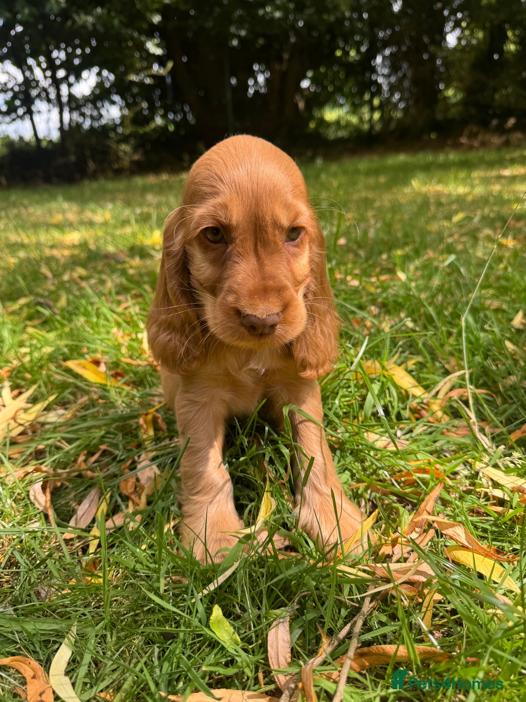 Cocker Spaniel dogs for sale: TRUE SHOWTYPE COCKERSSPANIELS HEALTHTESTED PARENTS - Image 1