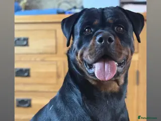 Mixed Breed dogs Puppies - Advert 12