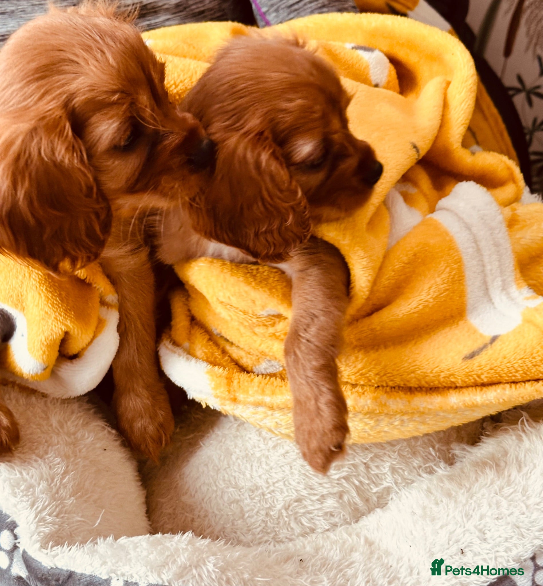 Cavalier King Charles Spaniel dogs 3 LITTLE GIRLS READY TO LEAVE  - Advert 6
