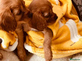 Cavalier King Charles Spaniel dogs 3 LITTLE GIRLS READY TO LEAVE - Advert 6