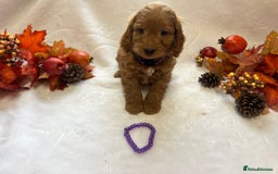 Cockapoo dogs for sale: 4 f1 cockapoo puppies - Image 4