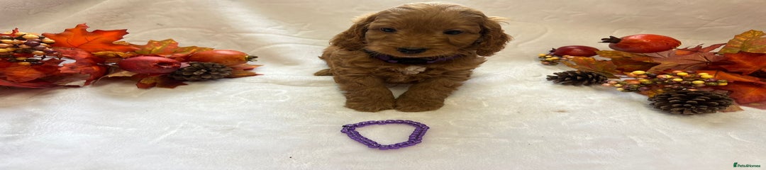 Cockapoo Puppy 3