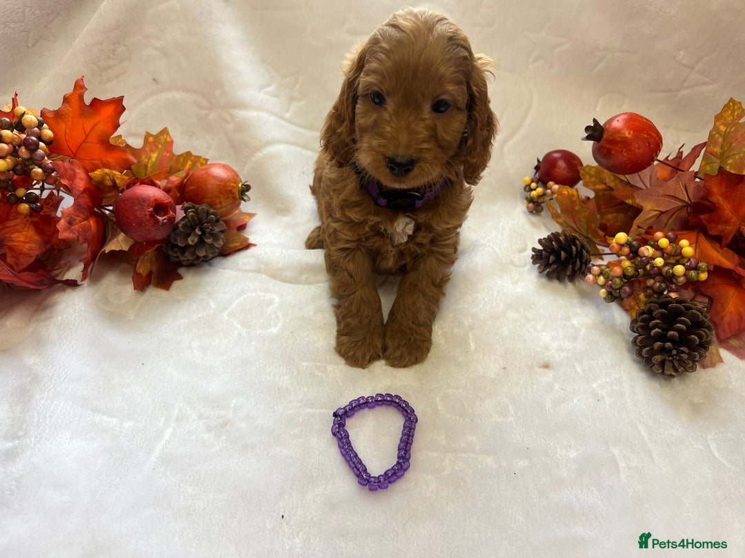 Cockapoo dogs for sale: 4 f1 cockapoo puppies - Image 4