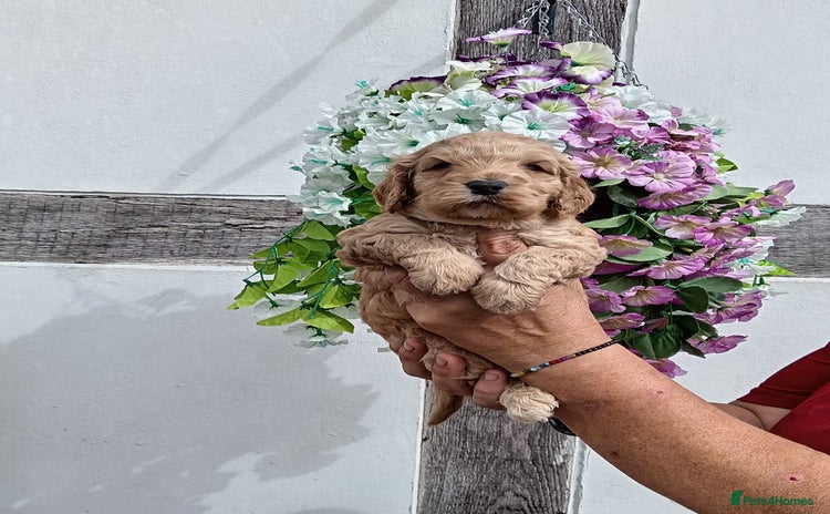 Cockapoo dogs - Advert 1