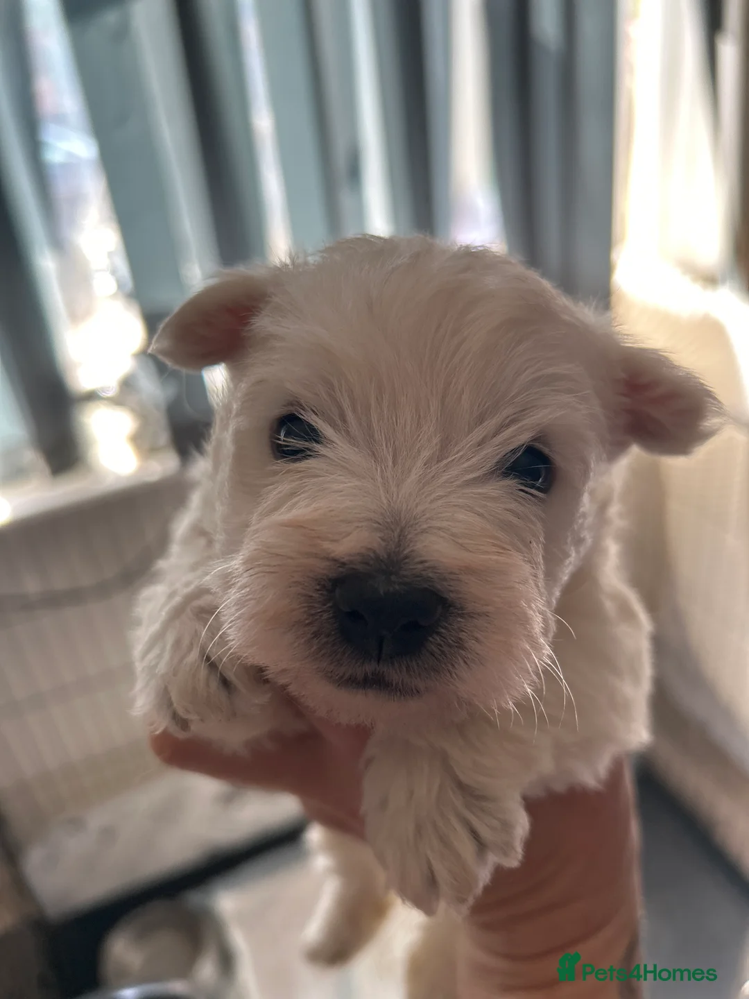 West Highland Terrier dogs for sale: Beautiful westies  - Advert 3