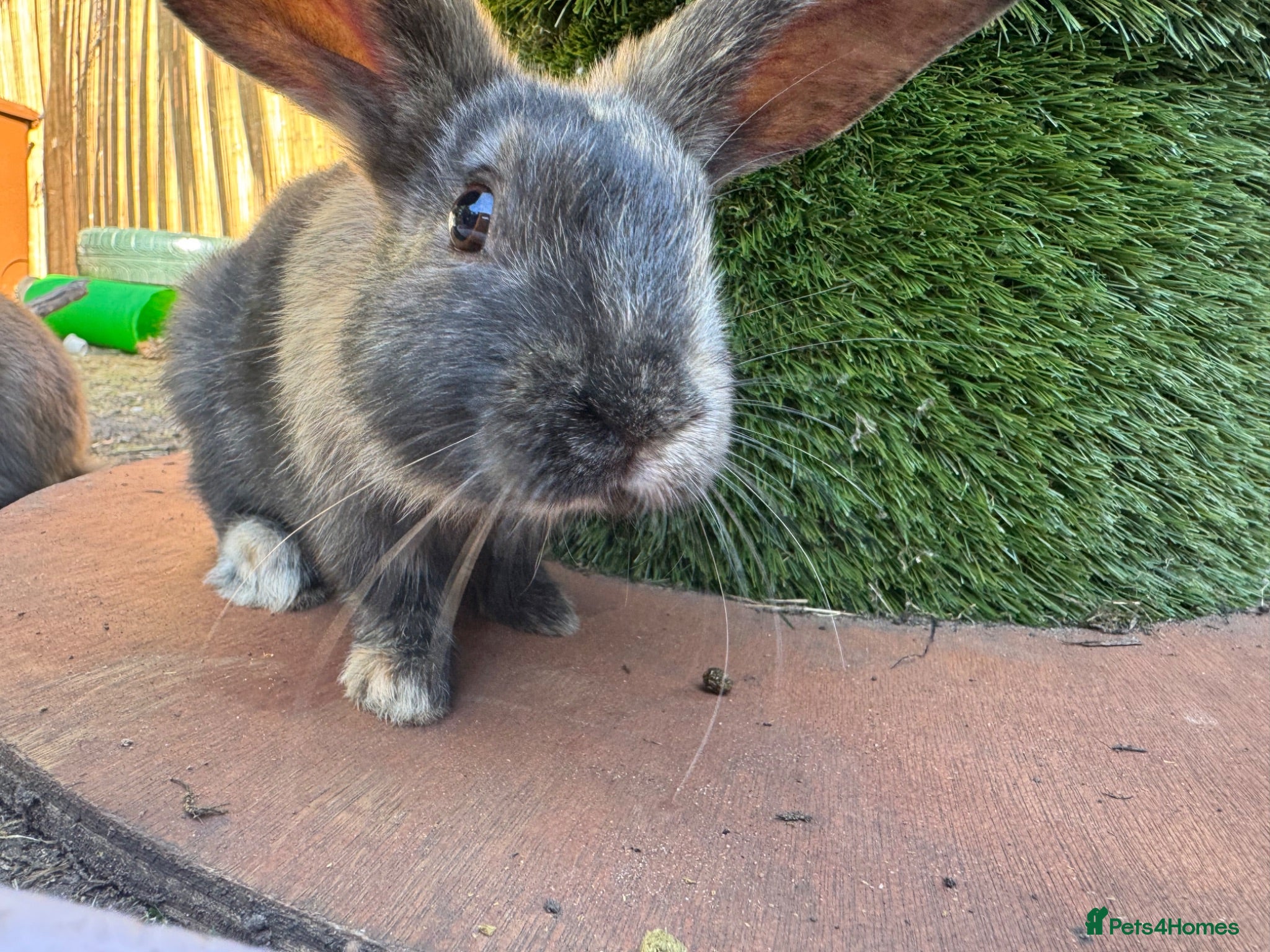Mixed Breed rabbits Rabbits for sale - Advert 16