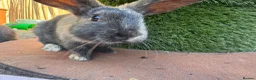 Mixed Breed rabbits for sale: Rabbits for sale - Advert 15