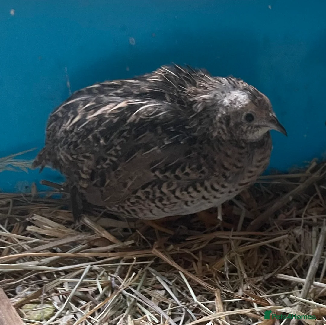 Quail poultry for sale: Lovely Pair Chinese (Button) Quail’s - Advert 5