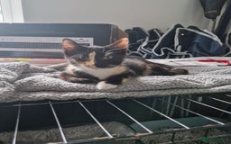 Domestic Shorthair cats for sale: Two female kittens  - Image 1