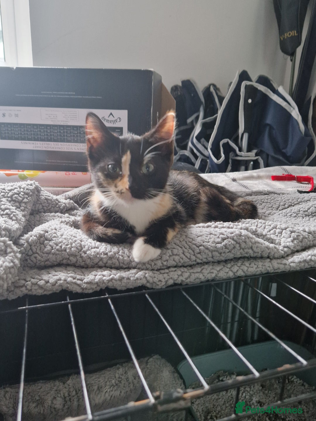 Domestic Shorthair cats for sale: Two female kittens  - Image 1