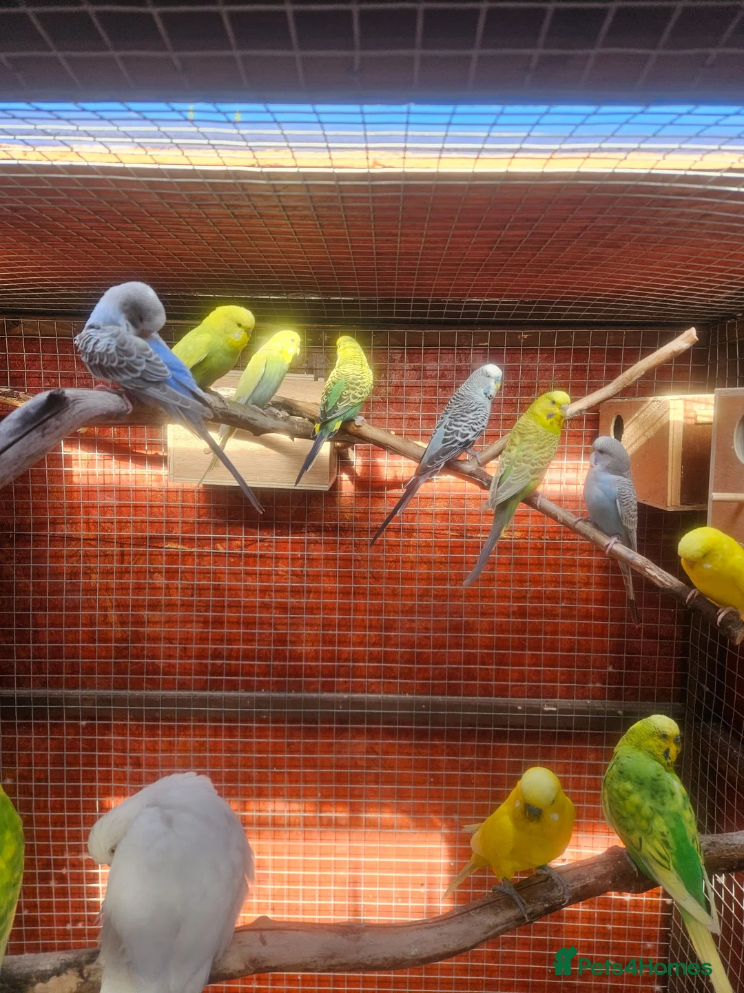 Budgerigars birds for sale: Budgies  - Advert 8