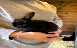 Mini Lop rabbits for sale: Mini lops - Image 8