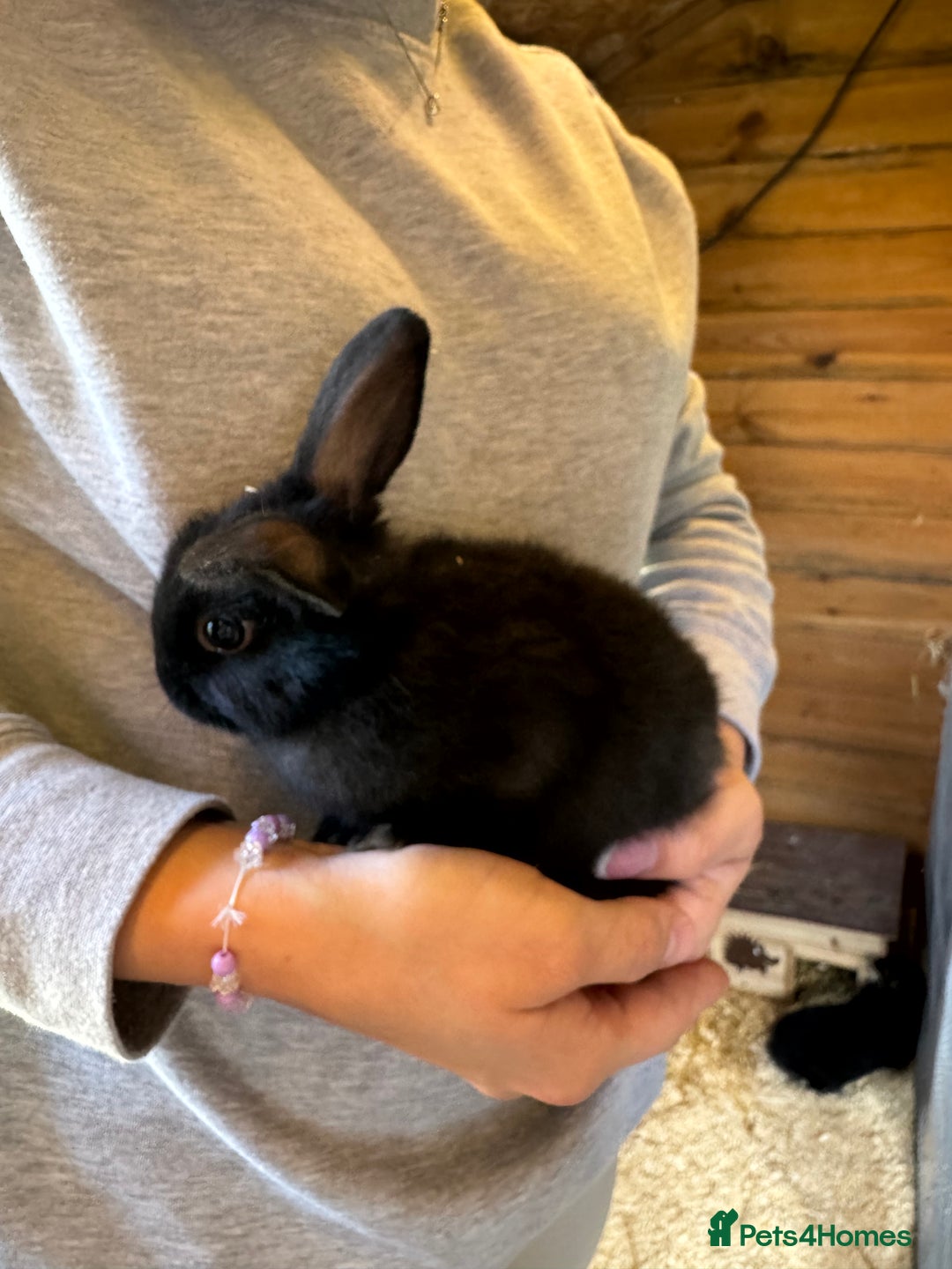 Mini Lop rabbits for sale: Mini lops - Image 8