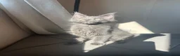 Maine Coon cats for sale: chunky tica Maine coons (active/pet)  - Advert 3