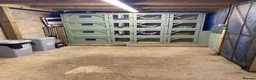 Mini Lop rabbits for sale: Baby Mini Lop Rabbits - Ready 19th August - Advert 16