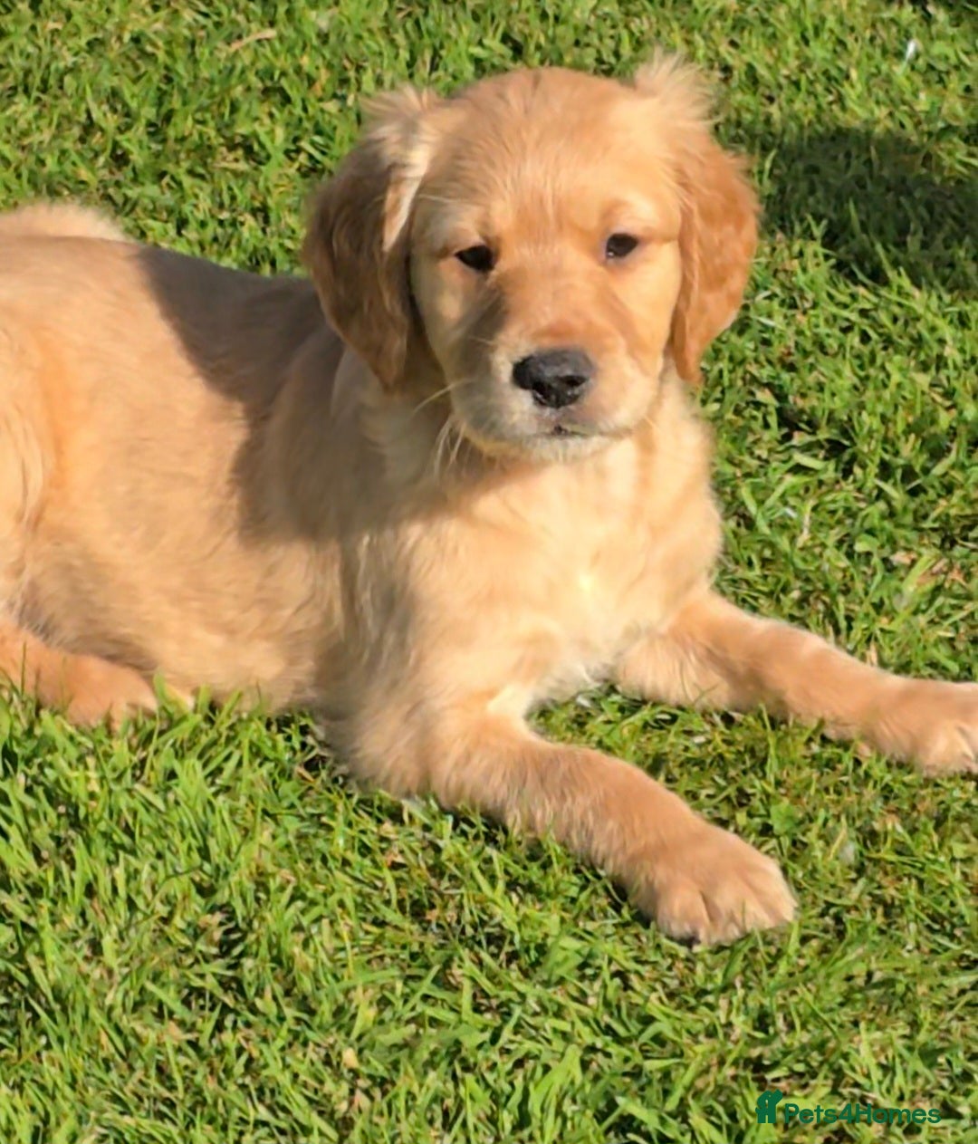 Golden Retriever dogs for sale: *Beautiful KC, DNA clear Golden retriever pups* - Advert 16
