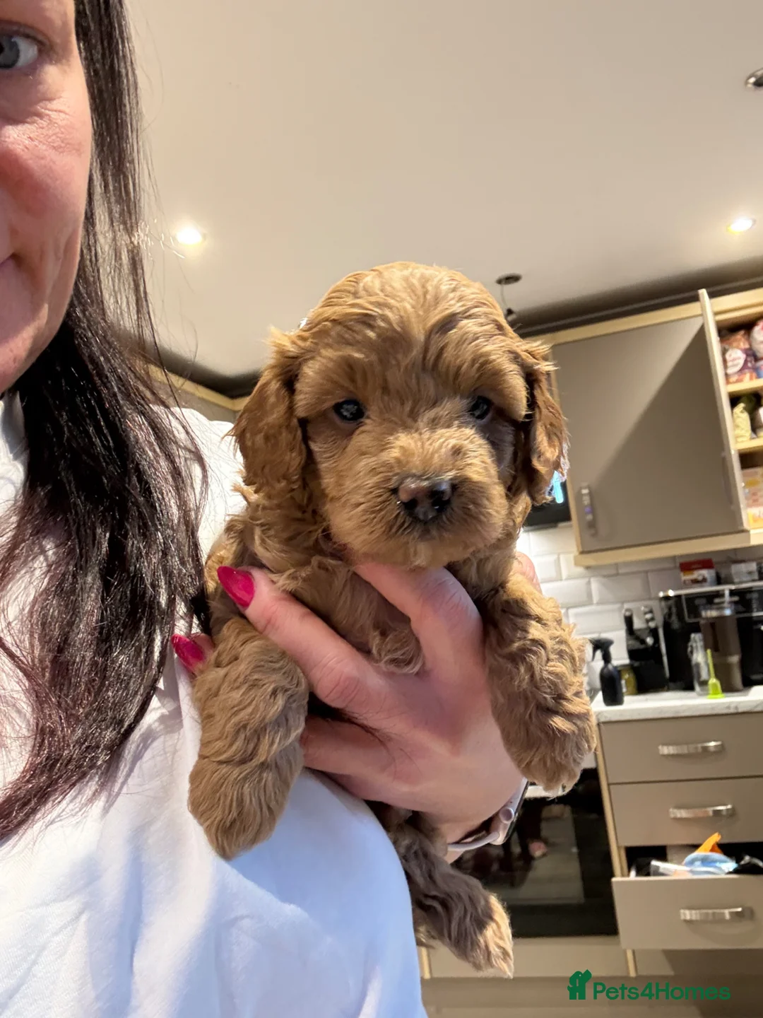 Cavapoo dogs for sale: Toy Cavapoo F1bb last two boys 💙💙 - Advert 1