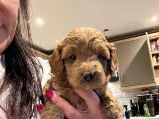 Cavapoo dogs for sale: Toy Cavapoo F1bb last two boys 💙💙 - Advert 1
