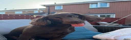Cocker Spaniel dogs for stud: 5 year old cocker spaniel for stud in Gateshead - Advert 5