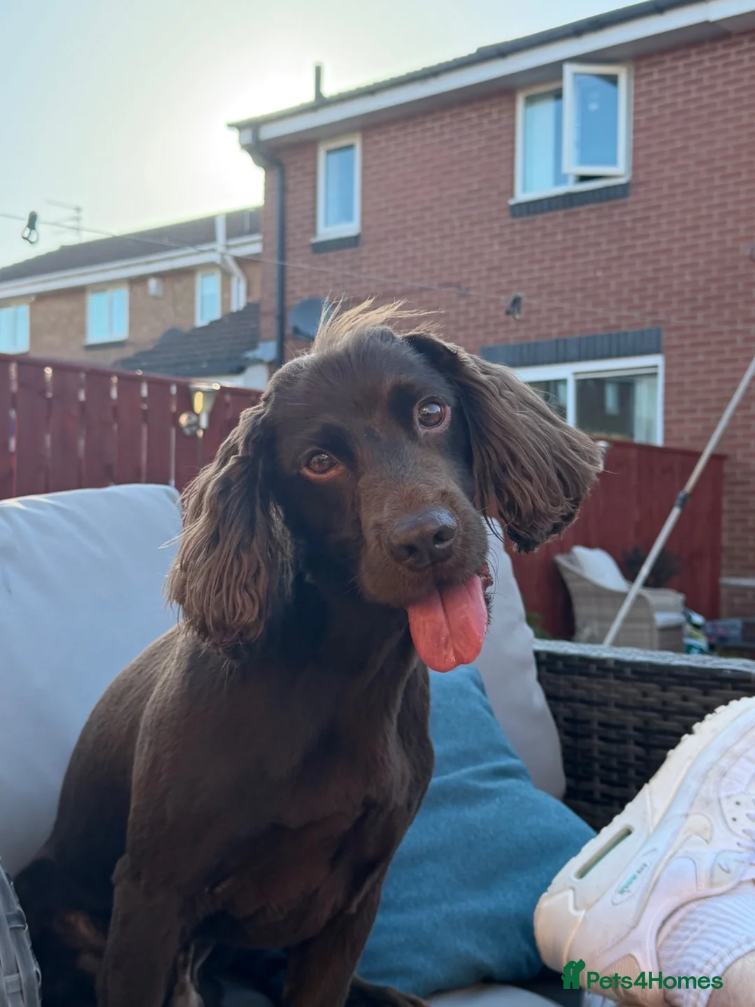 Cocker Spaniel dogs for stud: 5 year old cocker spaniel for stud in Gateshead - Advert 5