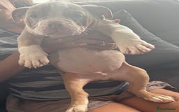 English Bulldog dogs for sale: Puppies for sale - Image 3