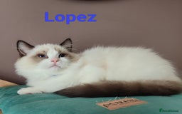 Ragdoll cats for sale:  READY NOW GCCF  REG. EUROPEAN  LINE BOYS   - Image 16