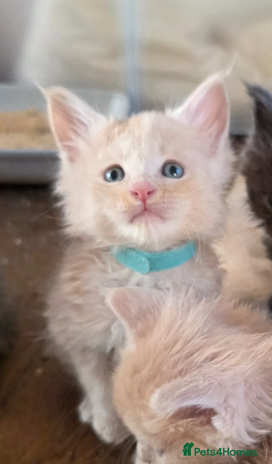 Maine Coon cats for sale: Maine coon pedigree kittens  - Advert 1