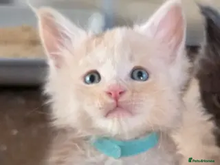 Maine Coon cats Maine coon pedigree kittens - Advert 1