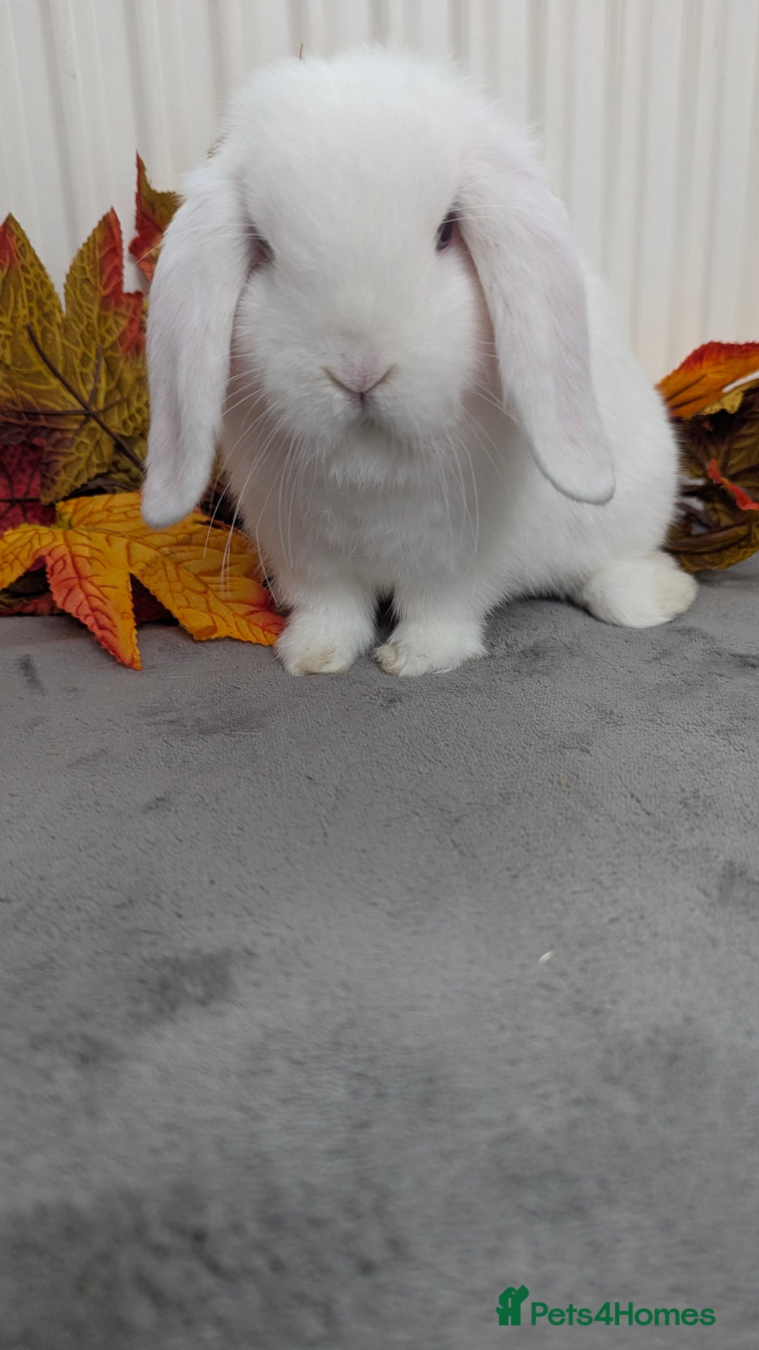Mini Lop rabbits for sale: Mini lops ready to go now - Image 5