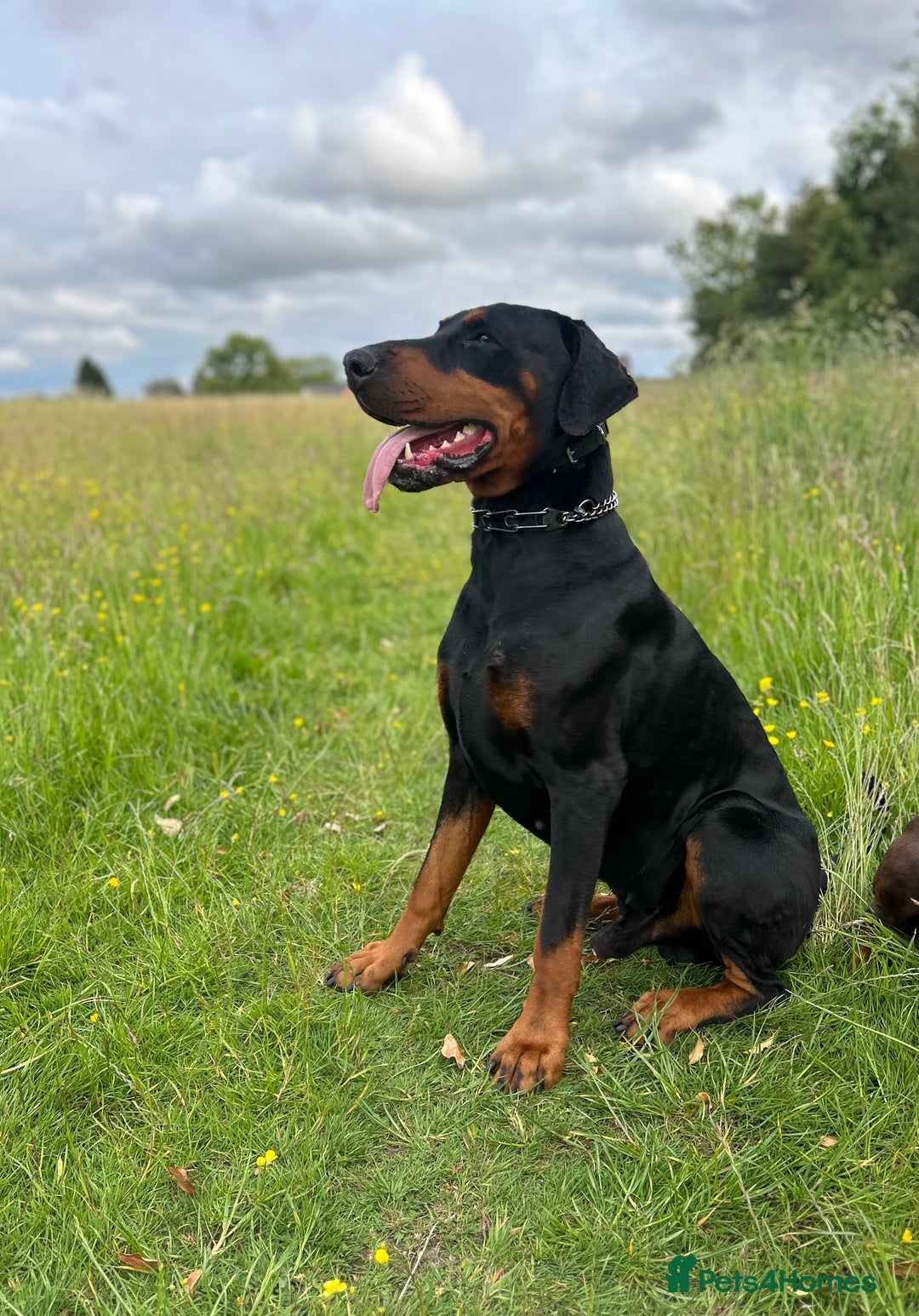 Dobermann dogs for sale: Dobermann puppies Champion bloodline, kc reg - Image 12