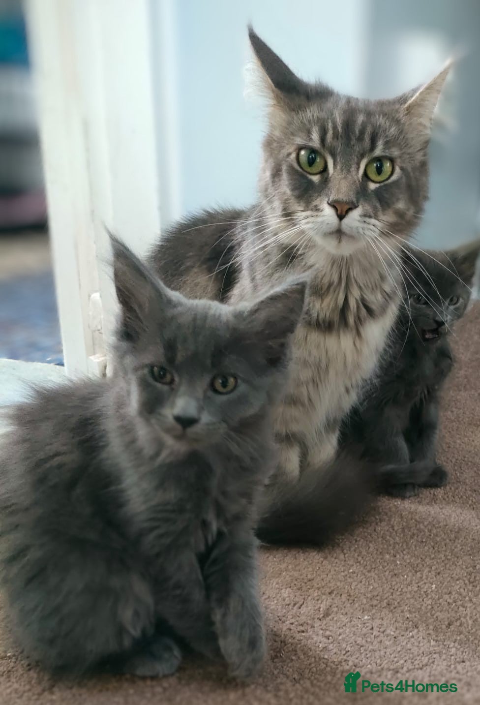 Maine Coon cats Female Maine Coon - Advert 1