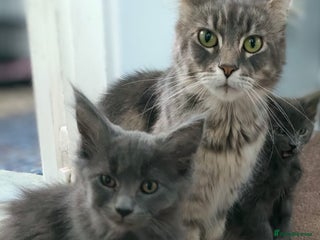 Maine Coon cats Female Maine Coon - Advert 1