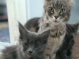 Maine Coon cats Female Maine Coon - Advert 8