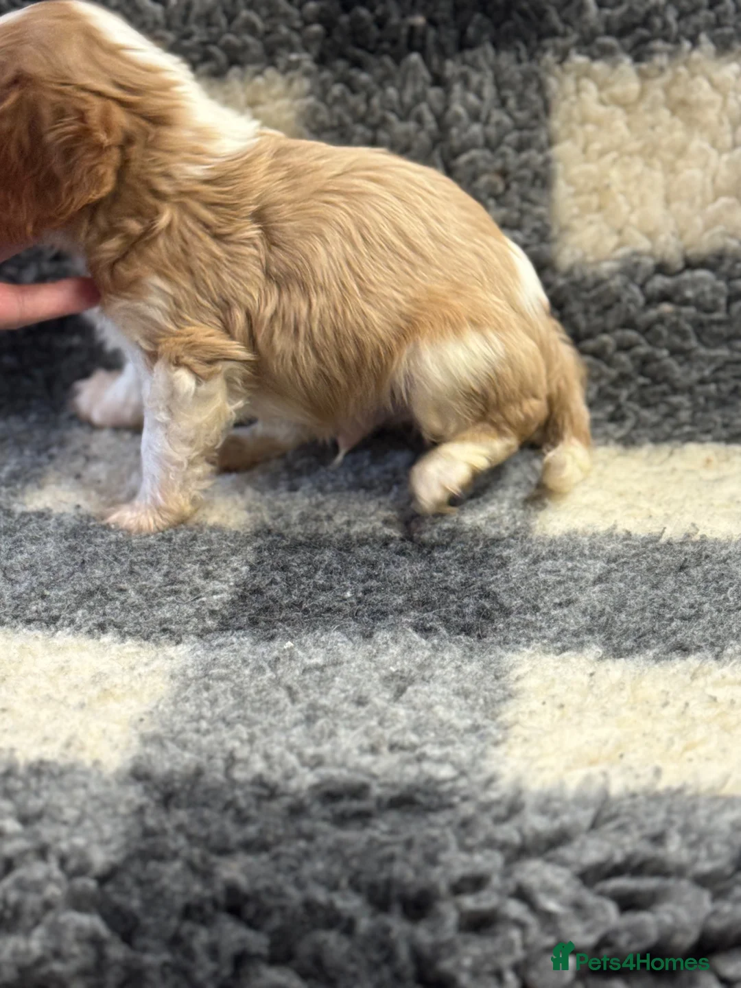 Cavalier King Charles Spaniel dogs for sale: Cavalier King Charles puppies - Advert 13