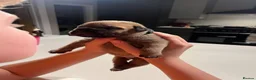 Bullmastiff dogs for stud: KC Registered Bullmastiff Sire  - Advert 7