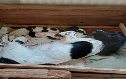 English Springer Spaniel dogs for sale: Well-marked ESS puppies ready for new homes soon - Image 4