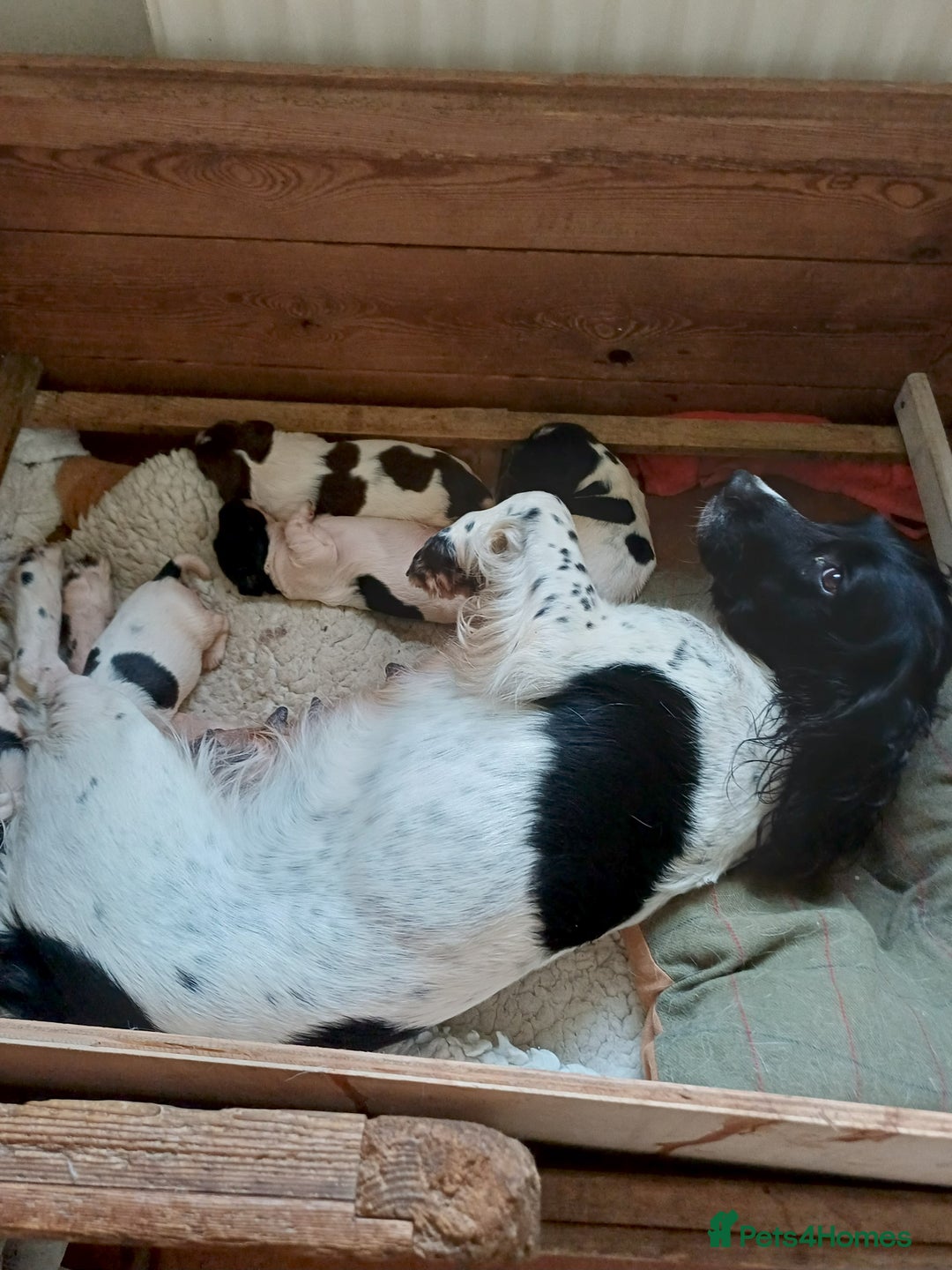 English Springer Spaniel dogs for sale: Well-marked ESS puppies ready for new homes soon - Image 4