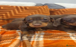 Dachshund dogs for sale: Dachounds for sale  - Image 11