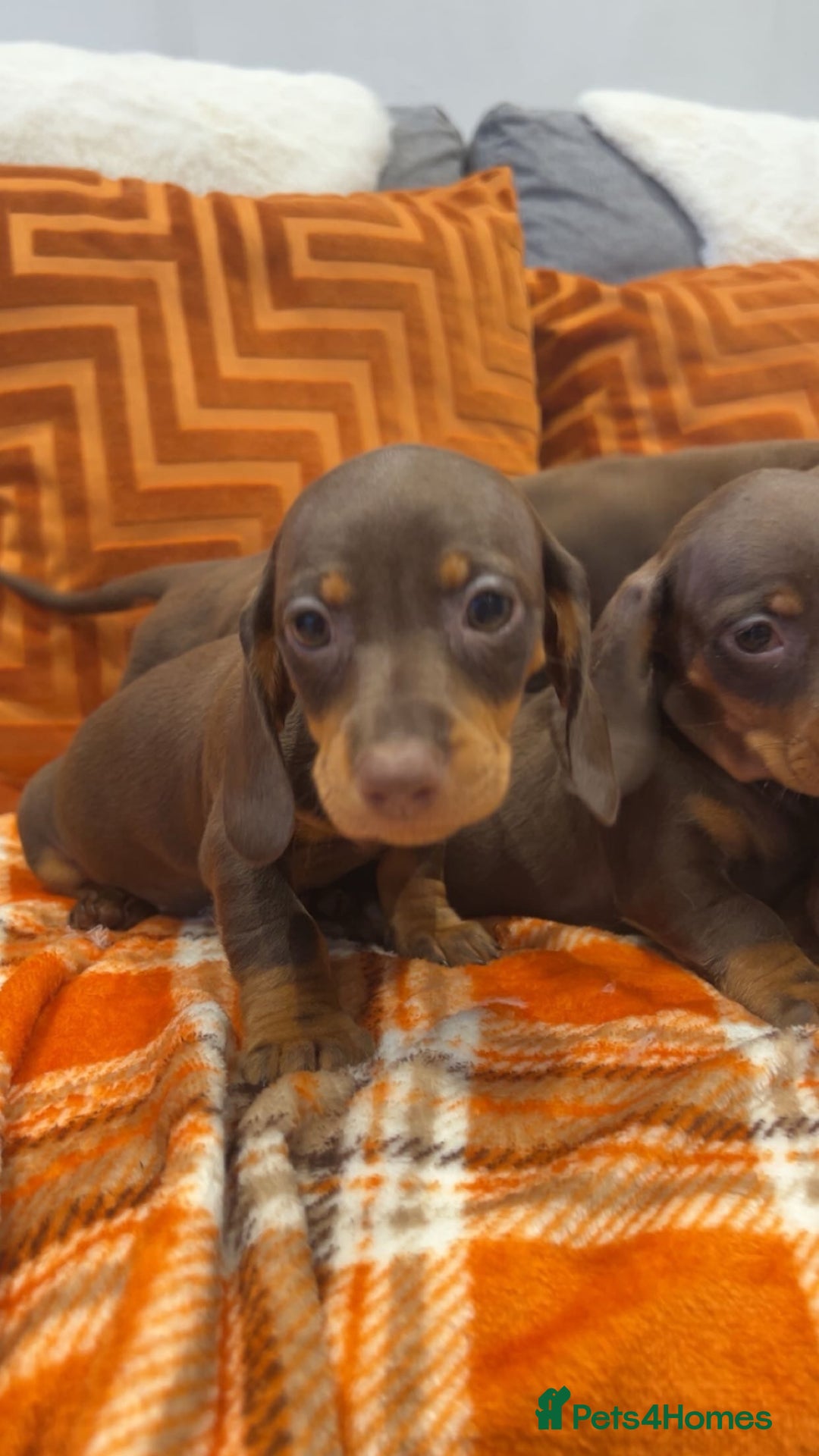 Dachshund dogs for sale: Dachounds for sale  - Image 11