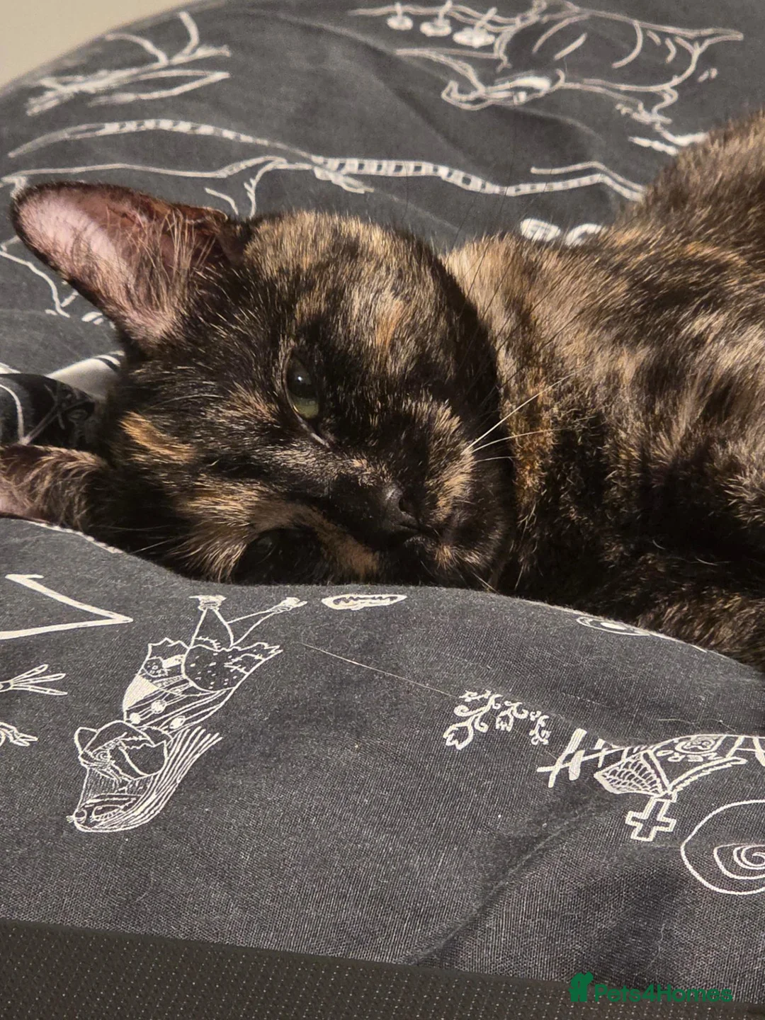 Mixed Breed cats for sale: Jinxy - **  in Leeds - Advert 5