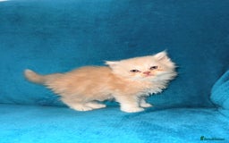 Persian cats for sale: Pedigree Persians for sale!  - Image 7