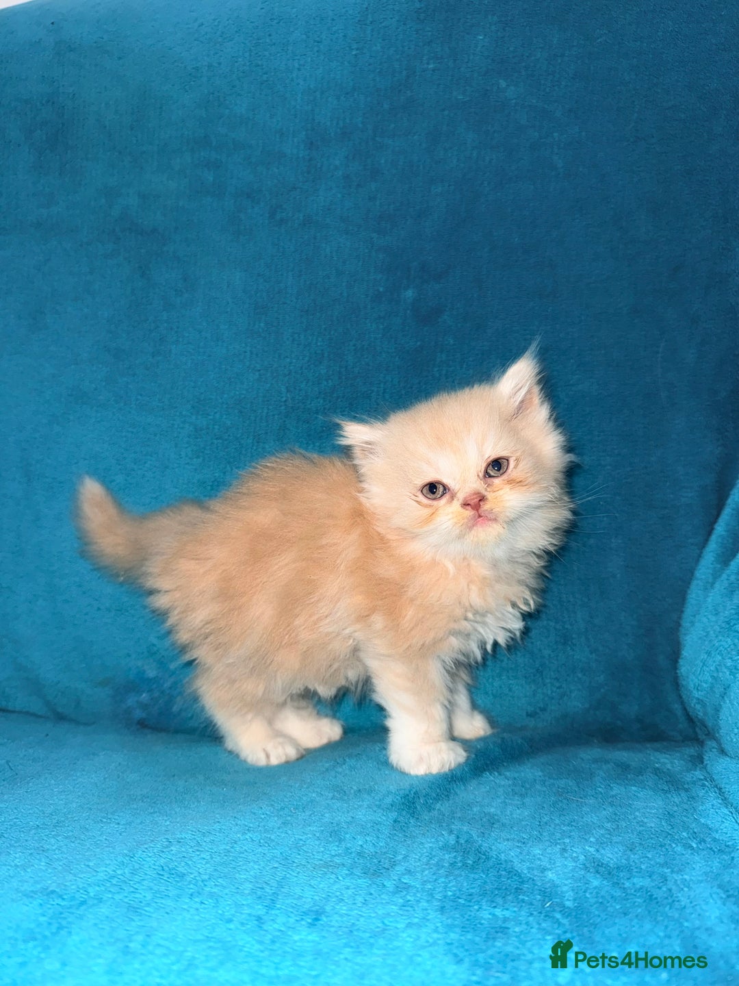 Persian cats for sale: Pedigree Persians for sale!  - Image 7