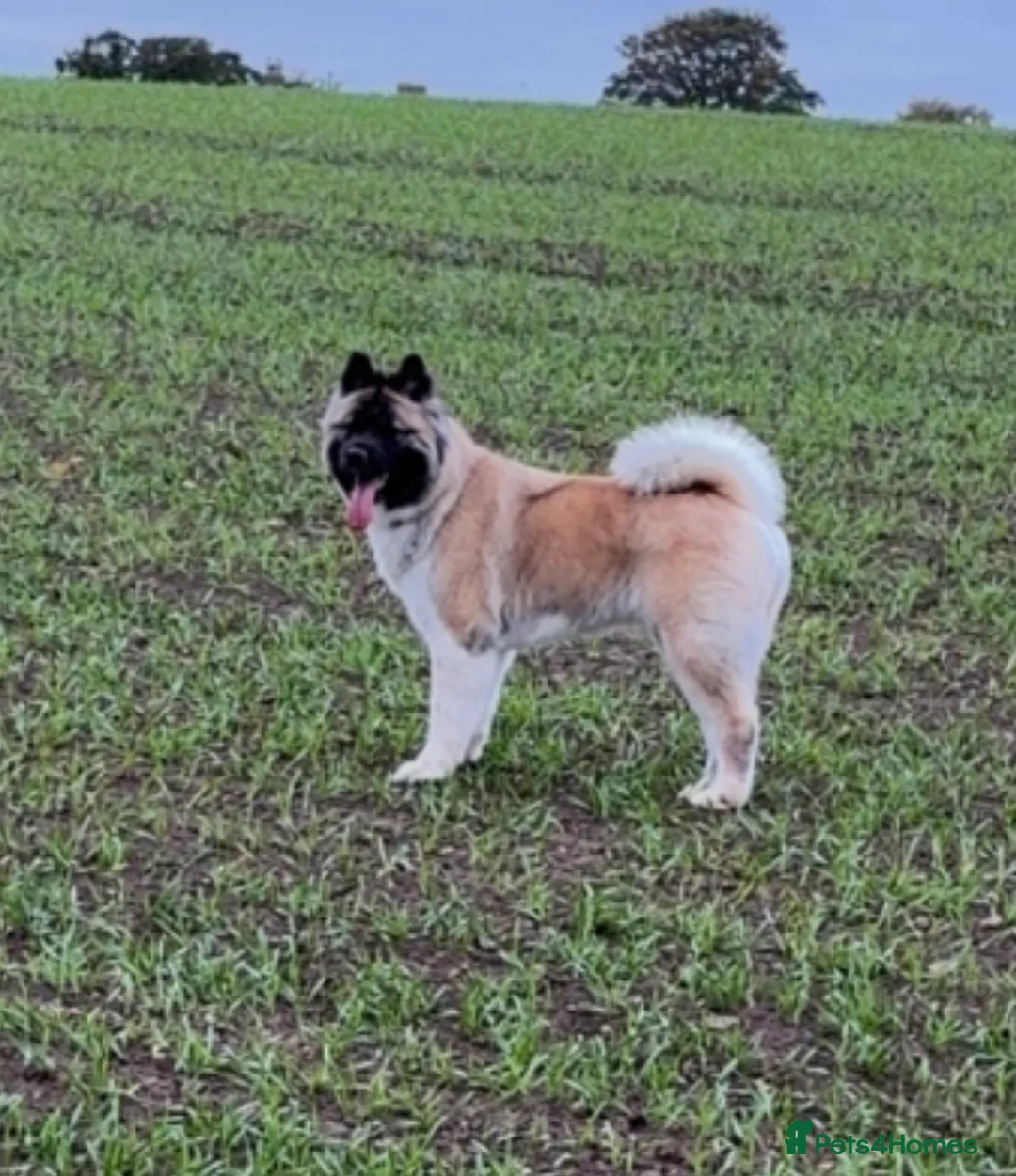 Akita dogs for sale: America Akita puppys - Advert 1