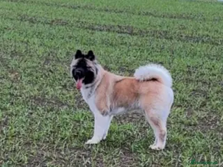 Akita dogs America Akita puppys - Advert 13