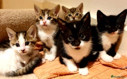 Mixed Breed cats for sale: 5 Gorgeous & Playful Kittens - Image 4