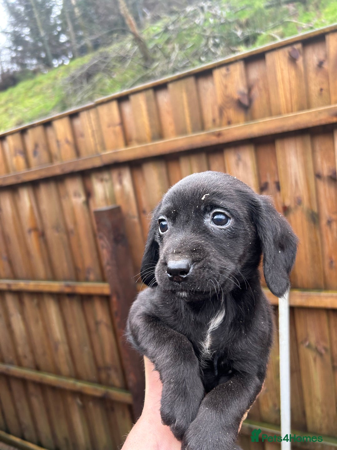 Cockerdor dogs for sale: Cockeradors for sale  - Advert 7