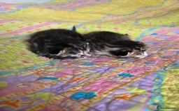 Mixed Breed cats for sale: Kittens boys mixed breed fluffy  - Image 12