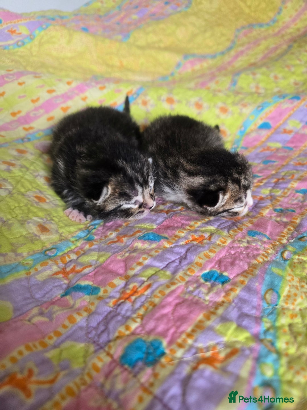 Mixed Breed cats for sale: Kittens boys mixed breed fluffy  - Image 12
