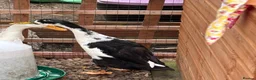 Ducks poultry for sale: 3 month old male Indian runner ducks  in Falkirk - Advert 3